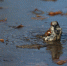 Потепление до плюс 17 градусов прогнозируют в Московском регионе к концу недели - LubertsyRIAMO.Ru