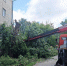 Санитарную опиловку деревьев провели в поселке Люберец - Городской округ Люберцы
