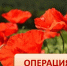 Жителей Люберец призывают сообщать в полицию о фактах незаконном обороте наркотиков - Городской округ Люберцы