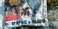 В Люберцах от отравления крысиным ядом погиб стаффордширский бультерьер - Regions.Ru