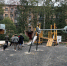 Пять новых детских игровых площадок появится в городе Дзержинский городского округа Люберцы - Телеканал ЛТВ